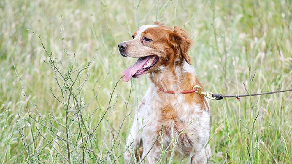 Die Anleinpflicht im Landkreis Leer gilt vom 1. April bis zum 15. Juli.  © Foto: pixabay