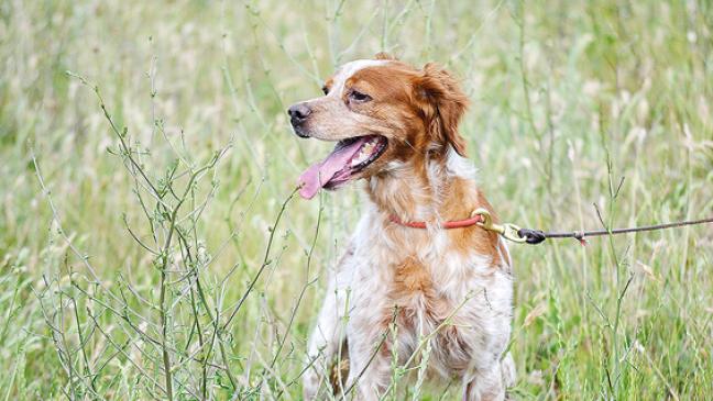 Hunde müssen wieder an die Leine
