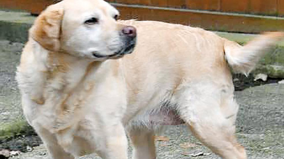 Labrador-Hündin »Luna« soll in liebevolle Hände vermittelt werden.  © Foto: Tierschutz