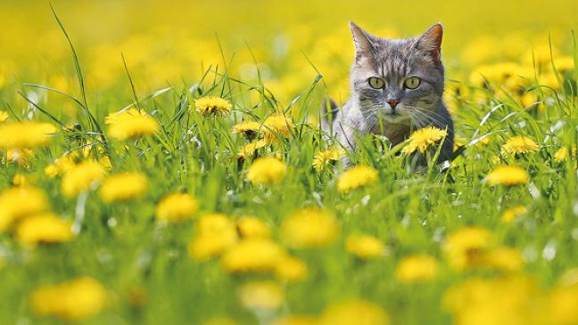 Katzen kastrieren und nicht abschießen