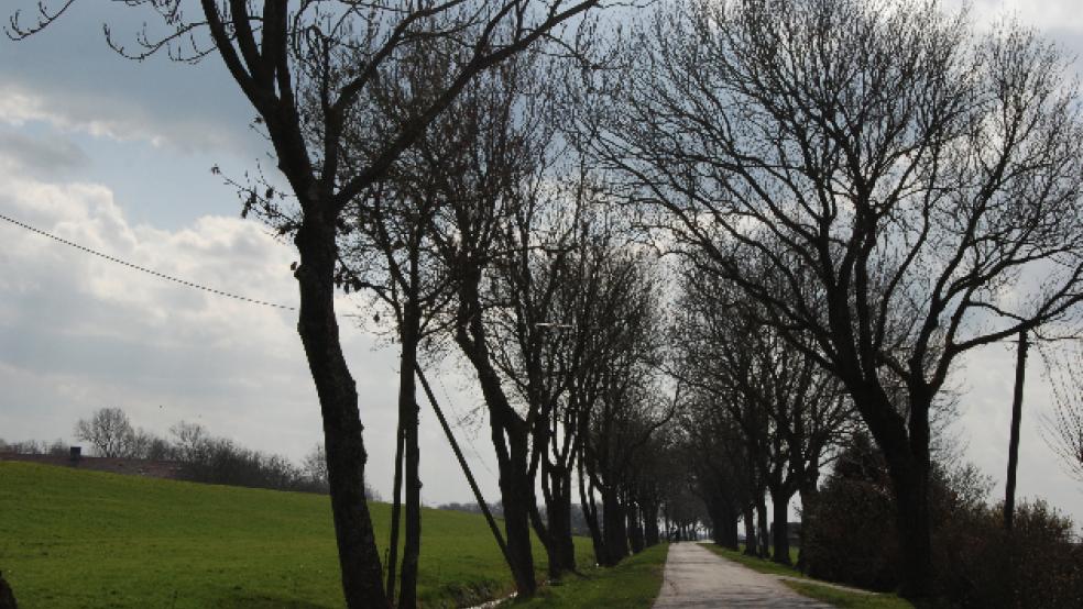 In Landschaftspolder und Charlottenpolder werden entlang der Straße neue Wasserleitungen verlegt. © Foto: Hoegen