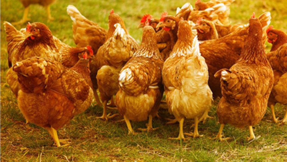 Woher kommen die toten Hühner im Filsumer Moor?  © Beispielfoto: pixabay