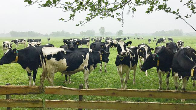 Mehr Geld aus Brüssel für Kühe auf der Sommerweide