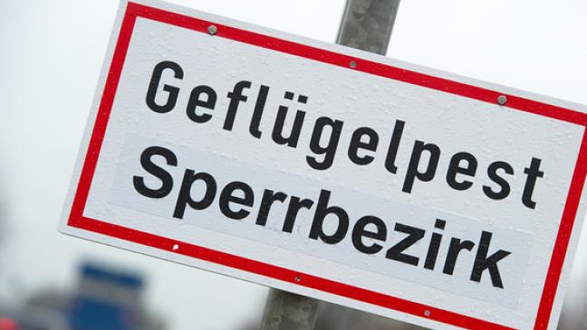 Geflügelpest: Pogum liegt im Sperrbezirk