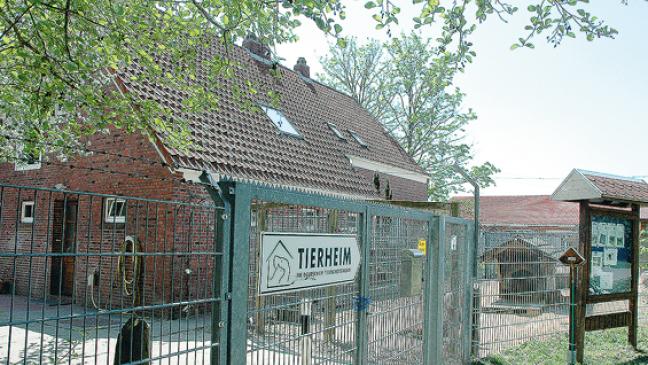 Hunde nach dem Wunschzettel-Prinzip