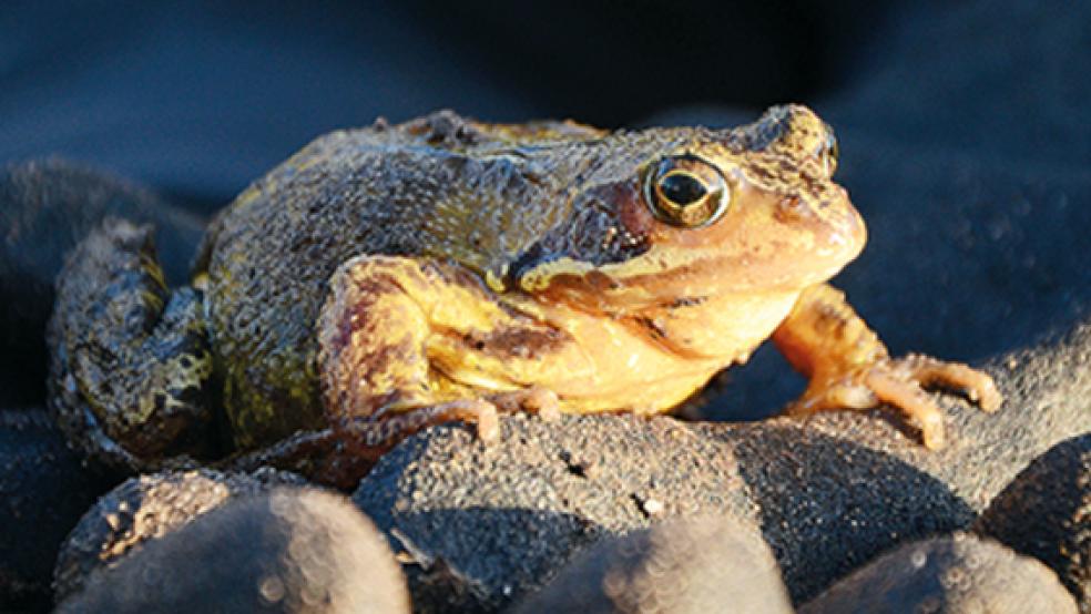 Liegt sozusagen auf der Hand: Ein prächtiges Kröten-Exemplar.  © privat