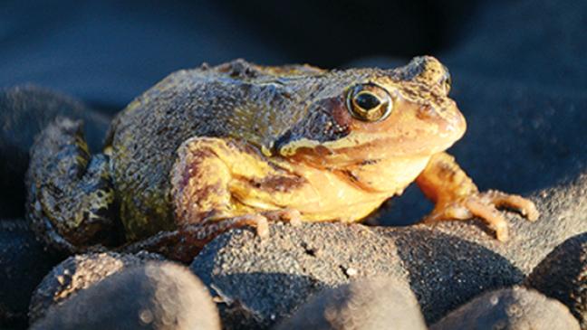 »Wissen nicht, wo sie herkommen«