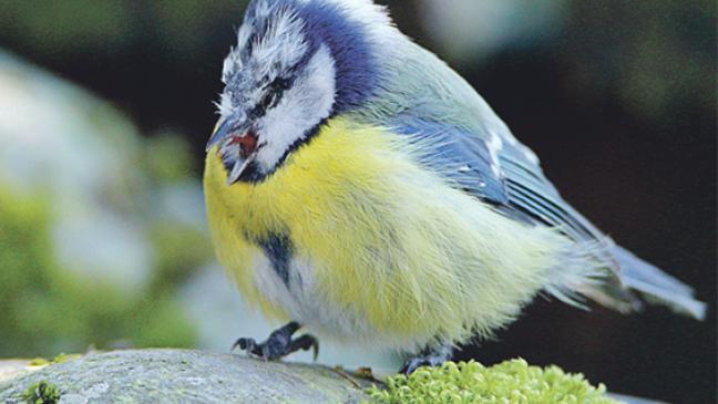 Hygiene bei der Vogelfütterung
