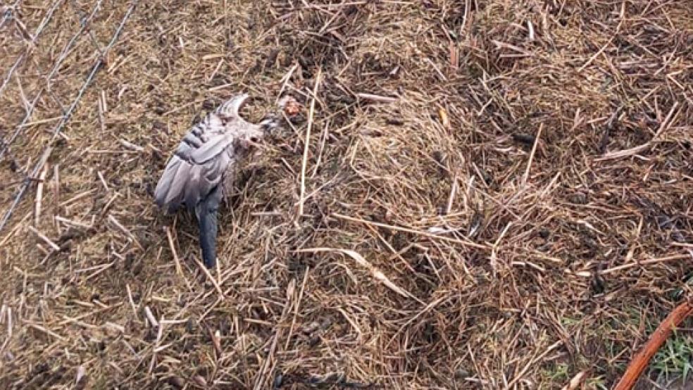 Nahe der Bohrinsel Dyksterhusen entdeckte ein RZ-Leser rund 20 tote Tiere.  © Foto: privat