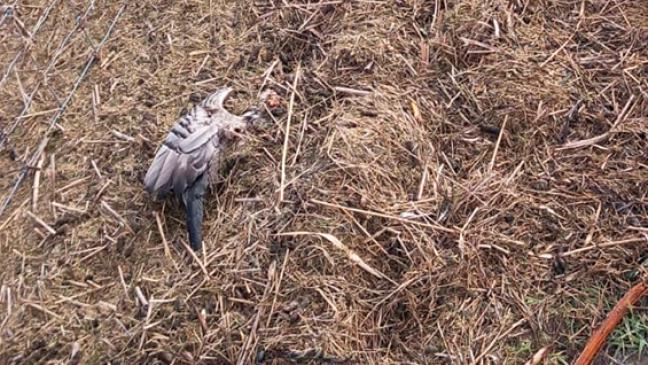 Geflügelpest breitet sich rasant aus im Rheiderland