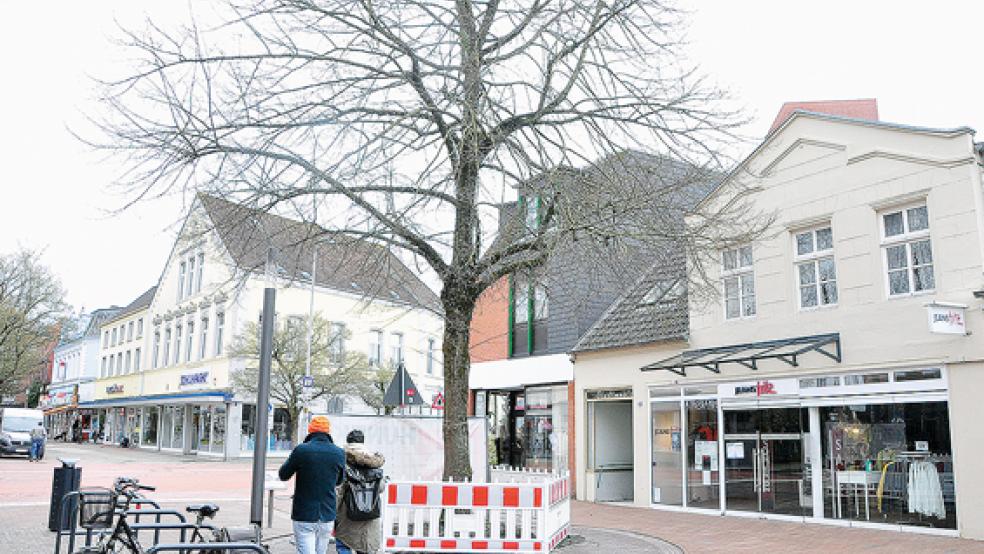 Mit einem Kronenbeschnitt soll diese Linde in der Fußgängerzone wieder standsicherer werden.  © Foto: Wolters