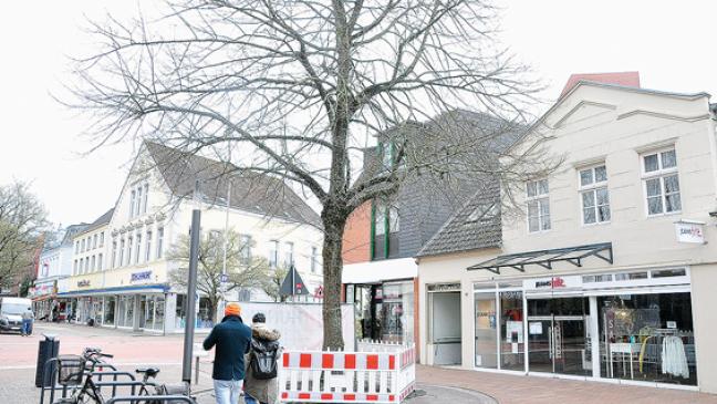 Ledastraße: Linde bleibt erhalten