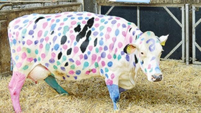 Farbe bekennen für Insektenschutz