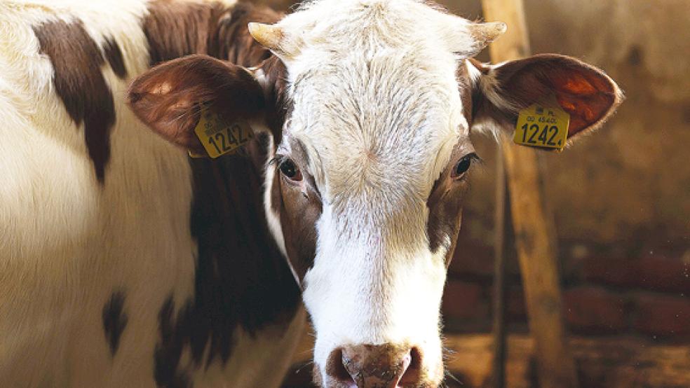 Bei Kontrollen zeigen sich Tierhalter nicht immer kooperativ.  © Foto: pixabay