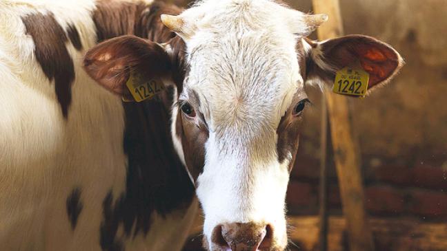 Wenn Tiere  leiden müssen