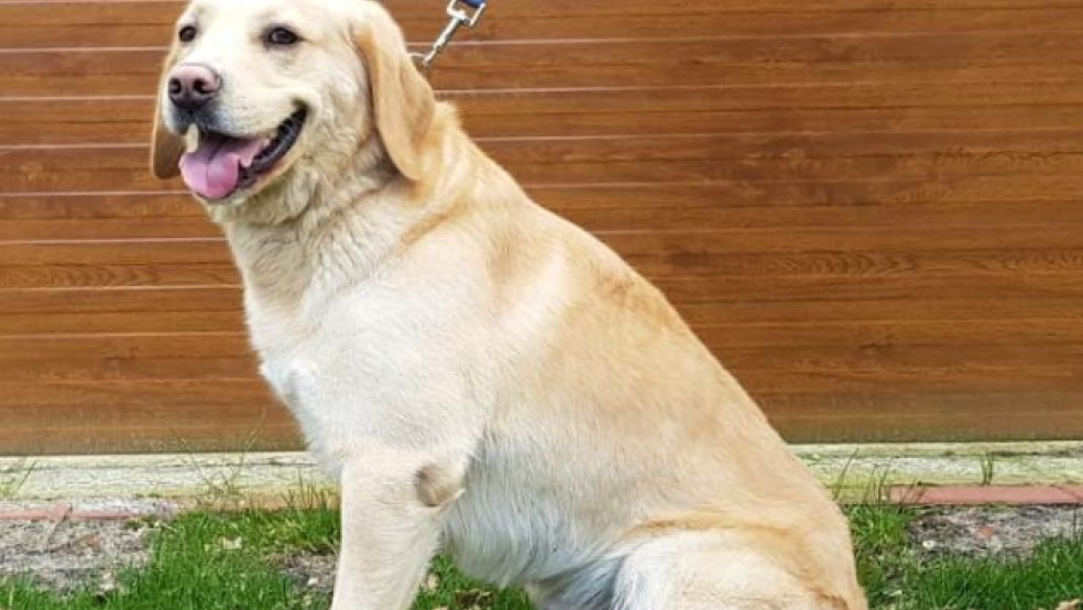 haben golden retriever jagdtrieb