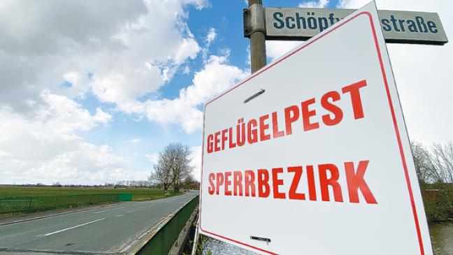 Geflügelpest schwärmt weiter aus