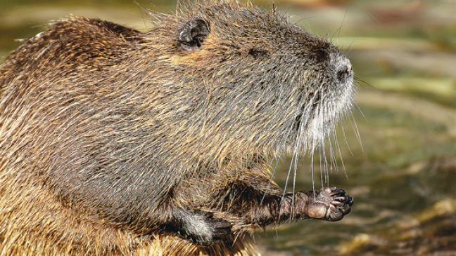 Nutria in Lebendfalle gestorben