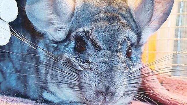 Ein Chinchilla sucht ein neues Zuhause