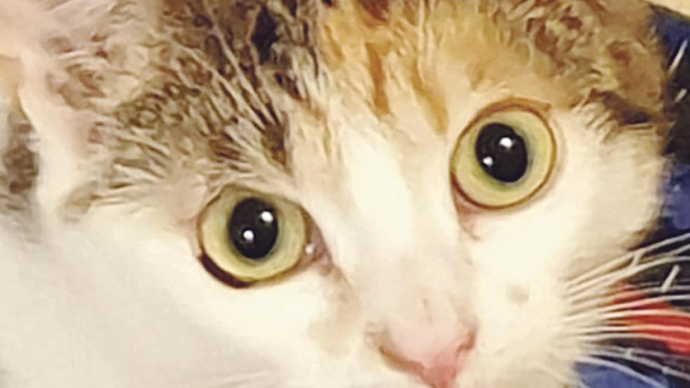 Kuros Schwester »Jamy« hat ein dreifarbiges Fell. © Tierschutz