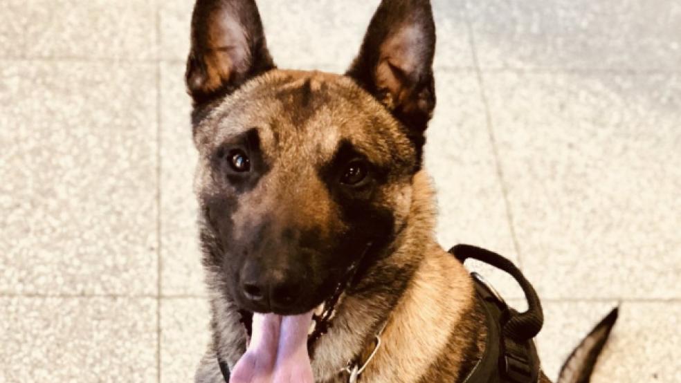 Bruk hatte erfolgreich Drogen erschnüffelt.  © Polizei