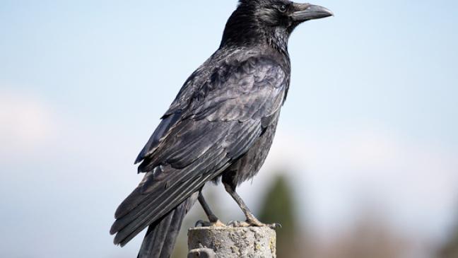 Krähen durch Schüsse getötet