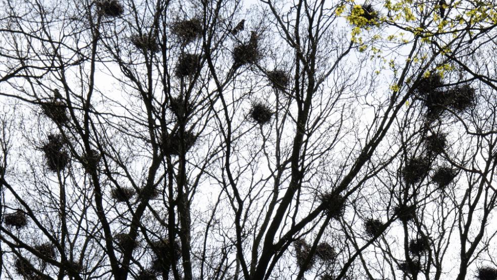 Dutzende von Krähennestern in den Bäumen des Stapelmoorer Parks.  © Hanken