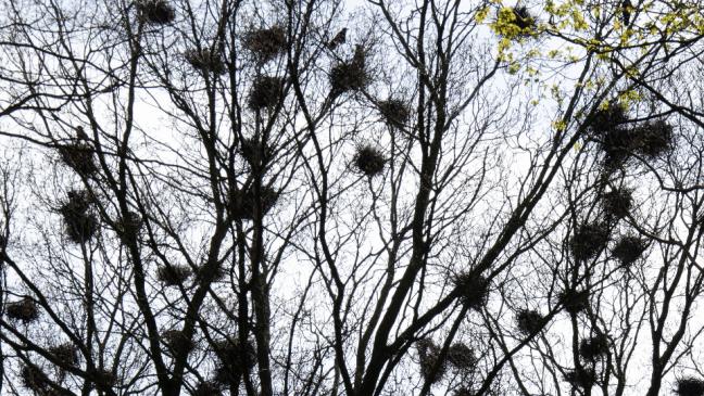 Konzert der Krähen sorgt für große Misstöne