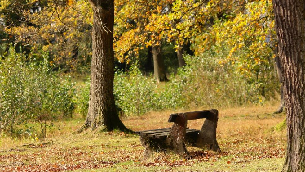 Eine wurde Bank sauber abmontiert und die Heckenpflanzen säuberlich ausgegraben.  © pixabay