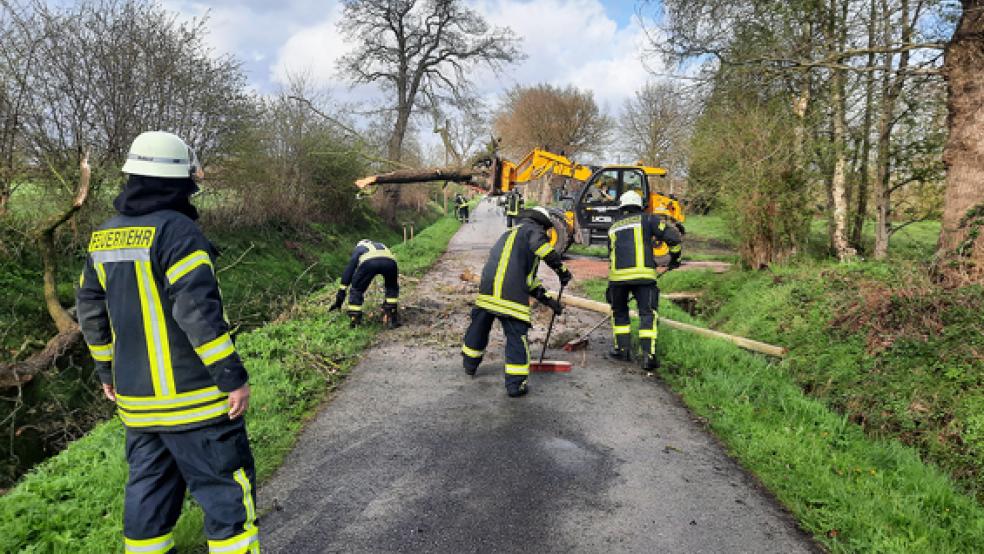 Mitglieder der Feuerwehr Strackholt beseitigten den umgestürzten Baum.  © Foto: Feuerwehr Großefehn