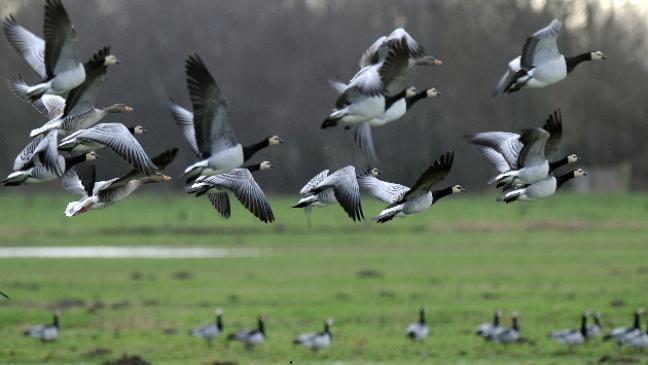 Naturschützer lenken Blick auf Massentierhaltung