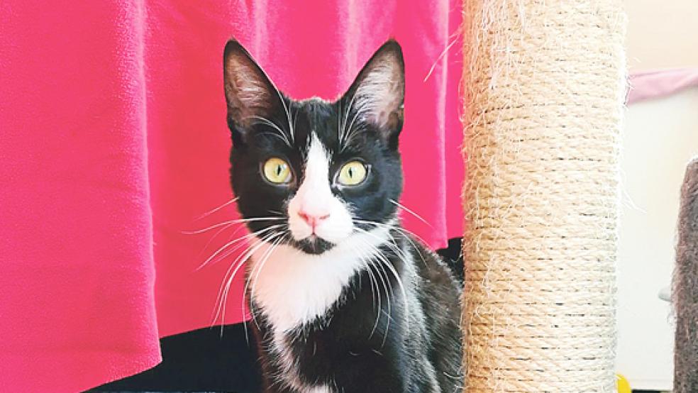 Kater »Neelix« sucht ebenso wie seine beiden Schwestern ein neues Zuhause.  © Foto: Tierschutz