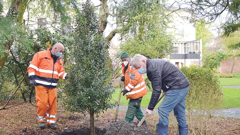Bürgermeister Ludwig Sonnenberg (rechts) pflanzte eine Stechpalme ein. Mit dabei waren auch die Bauhof-Mitarbeiter Geert Rops und Ingo Dirks.  © Foto: Stadtverwaltung