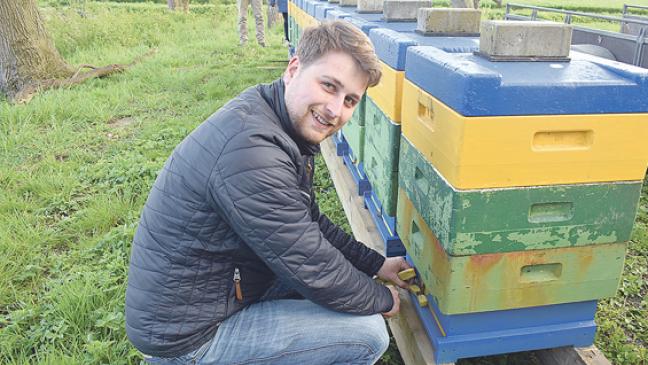 Gelbes Gold und bewaffnete Bienenhüter