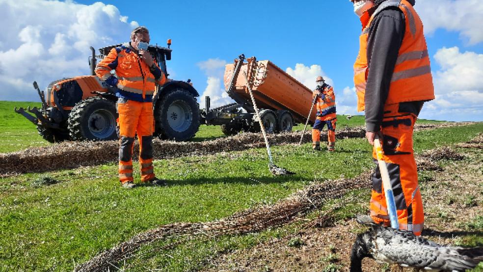 Der Jemgumer Bauhof-Leiter Holger Woortmann (im Vordergrund) war gestern wieder mit drei Kollegen im Deichvorland zwischen Dyksterhusen und Pogum unterwegs, um massenhaft angeschwemmte Kadaver von Wildgänsen einzusammeln. © Foto: Szyska