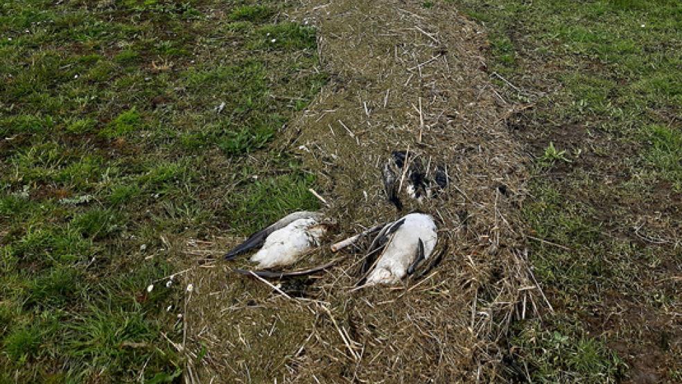 Tote Gänse direkt am Deich in Dyksterhusen. Dieses Foto entstand am Freitag.  © Foto: Klaus Borde