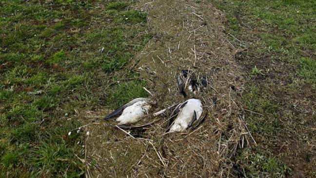 Hohe Zahl an Zugvögeln Ursache?