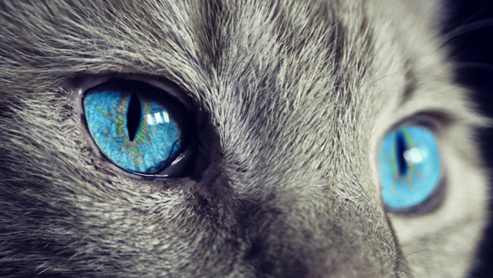 Angelockt und eingefangen? Das Verschwinden von mehreren Katzen gibt der Polizei Wittmund Rätsel auf.  © Foto: pixabay