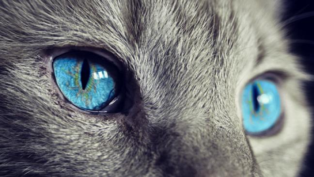 Zwölf Katzen verschwunden