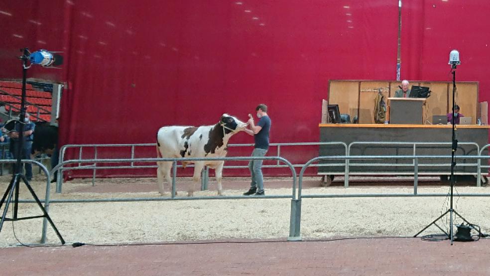 Zum ersten Mal versteigerte der Verein Ostfriesischer Stammviehzüchter jetzt Tiere via Internet. © Foto: VOSt