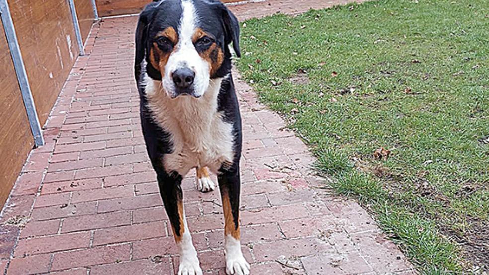 »Armin« ist etwa neun Jahre alt. Der Appenzeller lebt derzeit auf einer Pflegestelle und soll in gute Hände vermittelt werden.  © Foto: Tierschutz