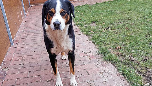 »Armin« sucht ein neues Zuhause