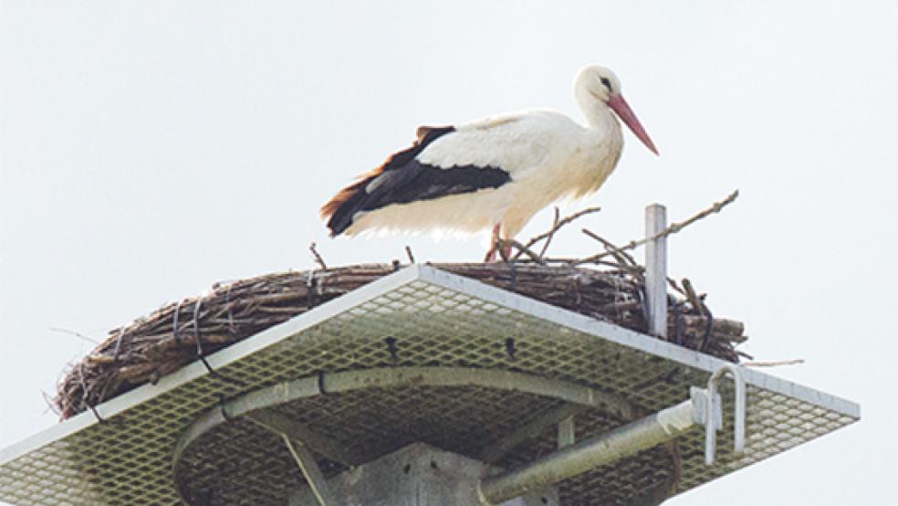 Auch das Nest auf dem Jemgumer Trafoturm am Deich ist zum ersten Mal besetzt.  © Foto: Hanken
