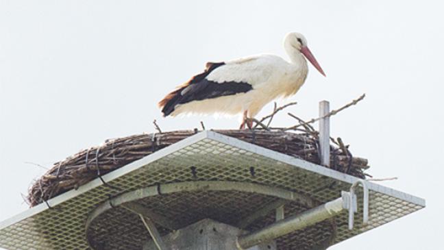 Storchenvater schlägt Alarm