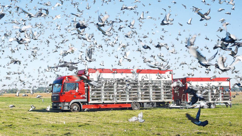 Ein »Kabinenexpress« in Aktion beim Taubenauflass.  © Foto: Verband Deutscher Brieftaubenzüchter