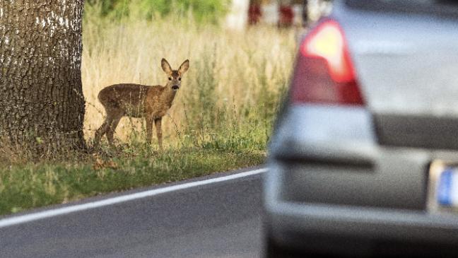 Schon 90 Rehwild-Unfälle