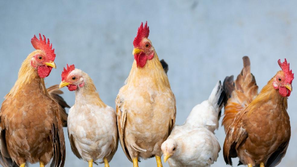 Das Geflügel im Landkreis Leer darf ab Freitag wieder nach draußen. © Symbolfoto: Pixabay