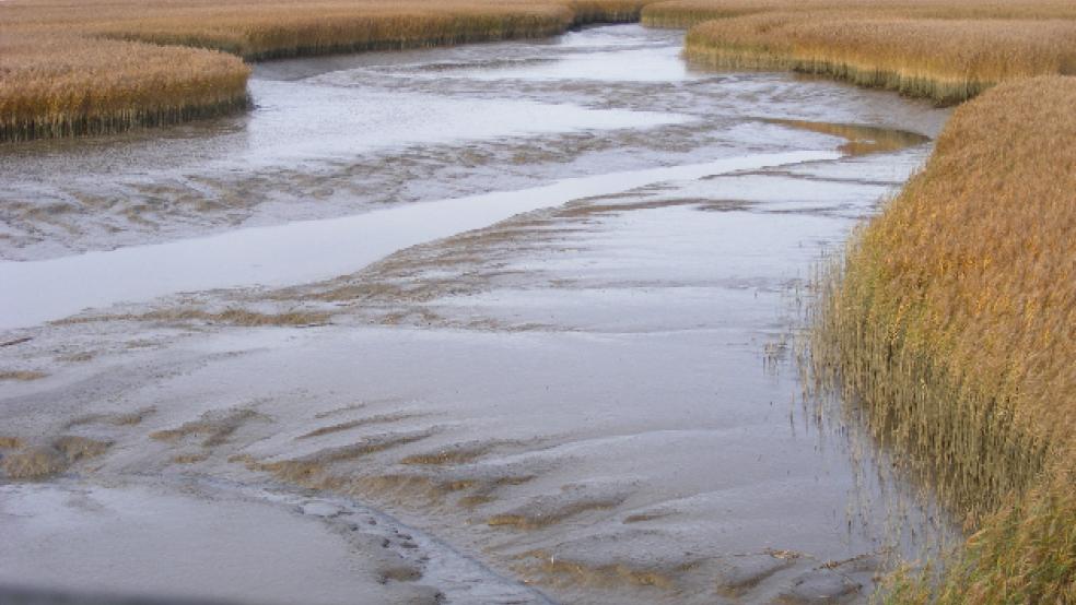 Schlick aus der Ems und dem Dollart (hier ein Bild aus Kanalpolder) soll auf landwirtschaftlichen Flächen verteilt werden und für den Deichbau zum Klei reifen. © Foto: Szyska