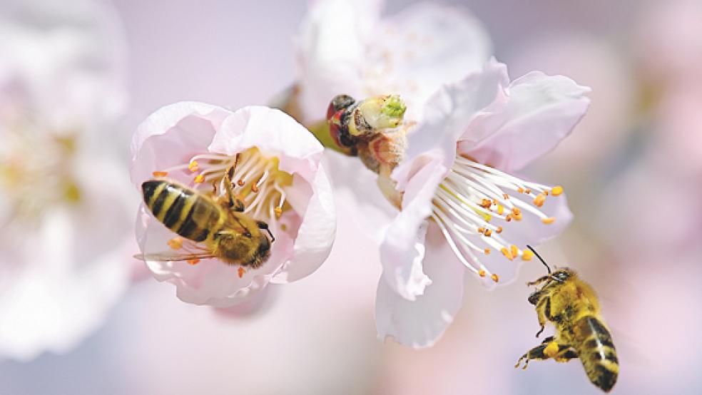 550 Bienenarten sind in Deutschland heimisch. Die Tiere sorgen für Vielfalt in der Natur. Sie bestäuben die allermeisten Wild- und Kulturpflanzen.  © Foto: Detert (dpa)