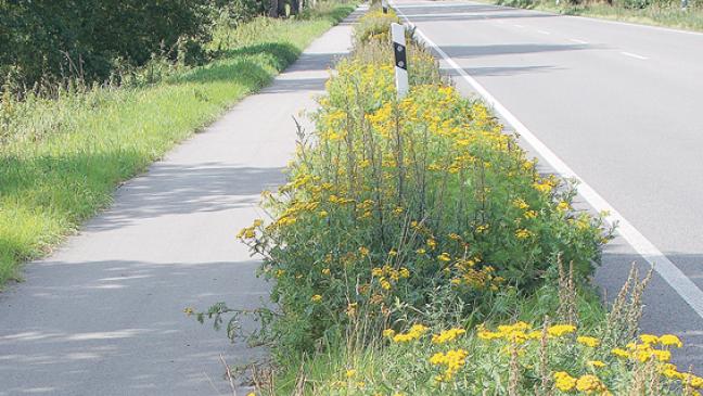 Naturschützer warnen vor »Bestäubungskrise«